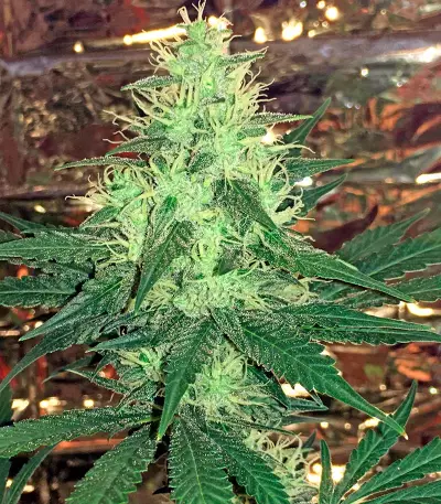 Critical Cheese Seeds