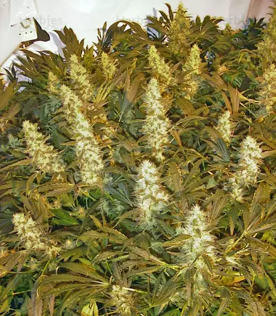 Double Dutch feminized seeds
