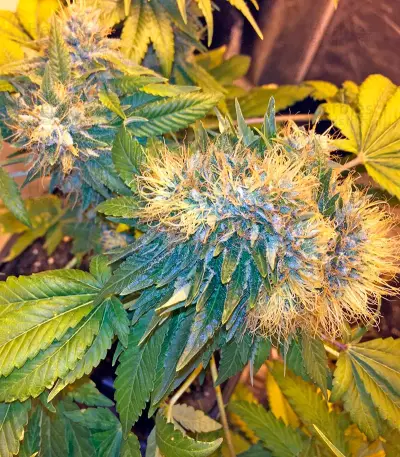Flowerbomb Kush feminized seeds