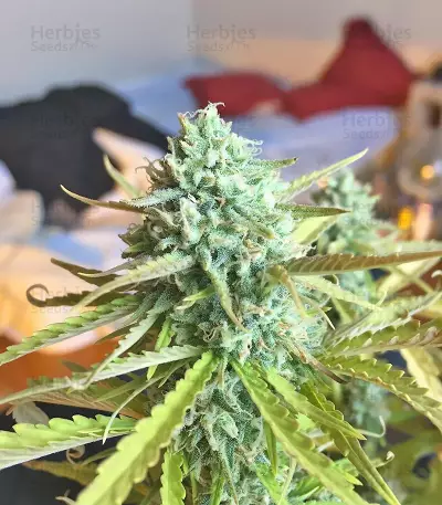 Northern Express Auto feminized seeds