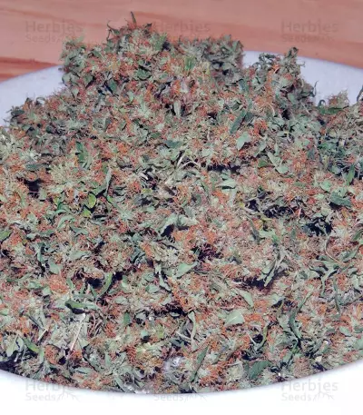 Orange Bud (Dutch Passion)