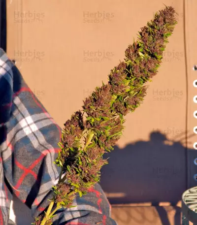 Graines de cannabis Purple Paro Valley (Mandala Seeds)