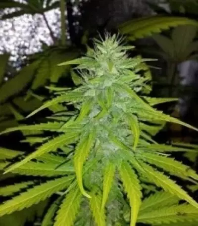 Graines de cannabis Speedy Chile Fast Flowering (RQS)