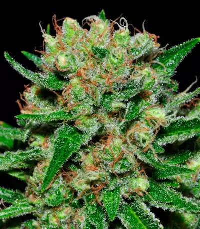 Veneno feminized seeds