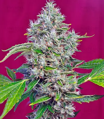 Indigo Berry Kush feminized seeds