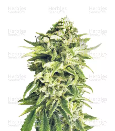 A-Train regular (TH Seeds) Cannabis-Samen