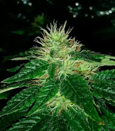 Afghan Cow Seeds