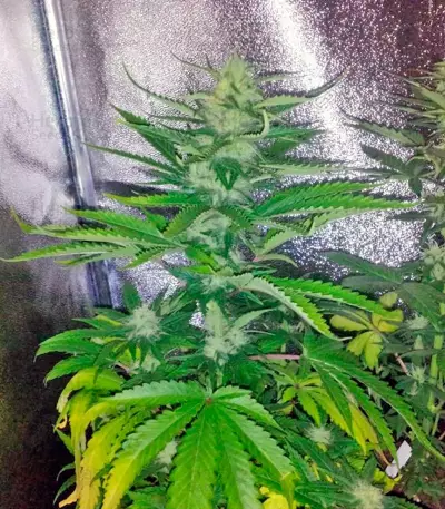 Super Bud (GHS)