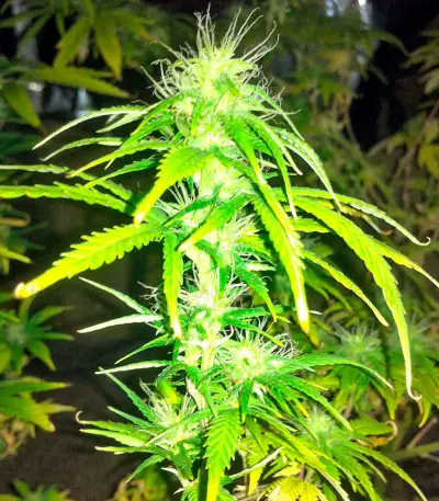 AK-48 Seeds