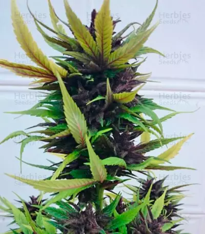 Auto Dark Purple Auto Seeds