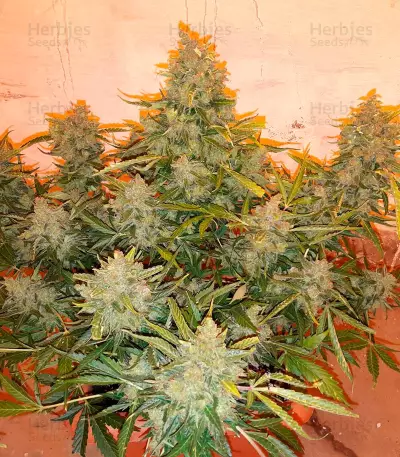 Auto American Pie Seeds