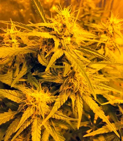 Auto Anubis Seeds