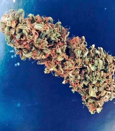 BlackJack (Nirvana Seeds)