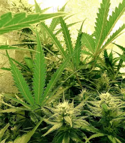 Graines de cannabis C99 (Female Seeds)