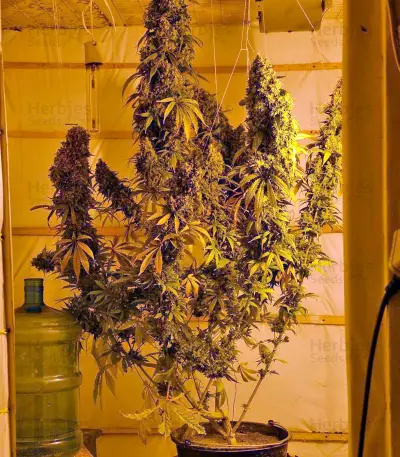 Chill-OM Seeds