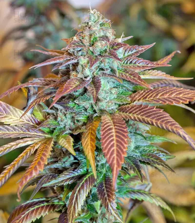 Lemon Kush Headband feminized seeds