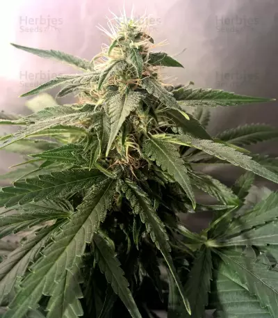 Semi femminizzati di Lemon Kush (Semi femminili)