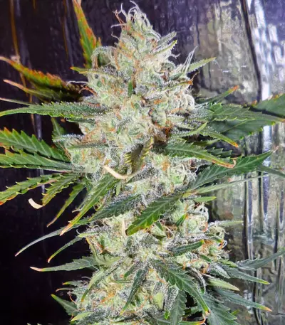 Mohan Ram Auto (Sweet Seeds)