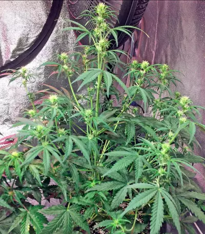 Original Amnesia Autoflowering Seeds