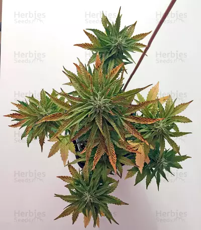 Roadrunner Autoflowering Seeds