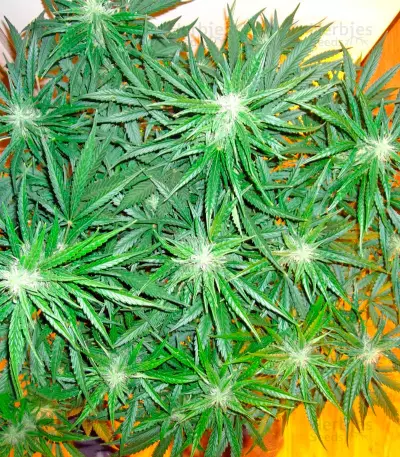 Sweet Coffee Ryder Auto (World of Seeds)
