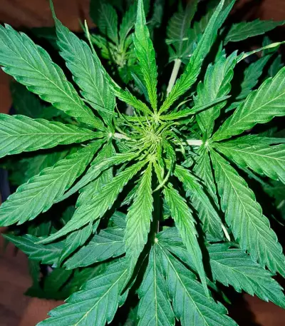 Semi di White Widow Auto Fem (Vision Seeds)