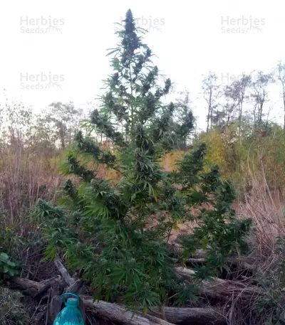 Allkush (Paradise Seeds)