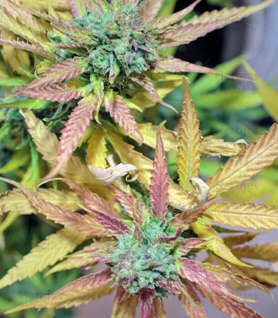 Cream Mandarine XL Auto Seeds