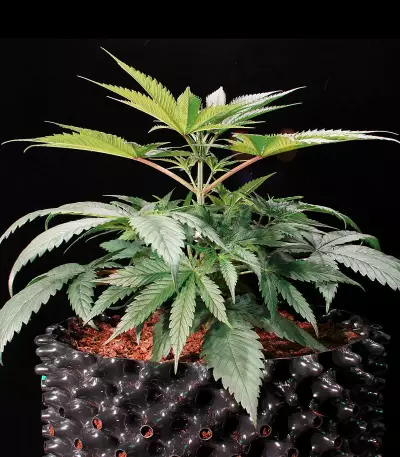 Green Gelato Seeds