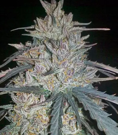 Ketama feminized seeds