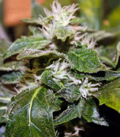 Semi femminizzati Moby Dick (Green House Seeds)