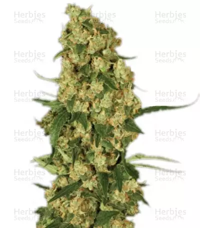 Wappa feminized seeds