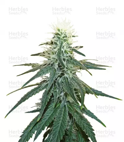 Buy Early Skunk feminized seeds