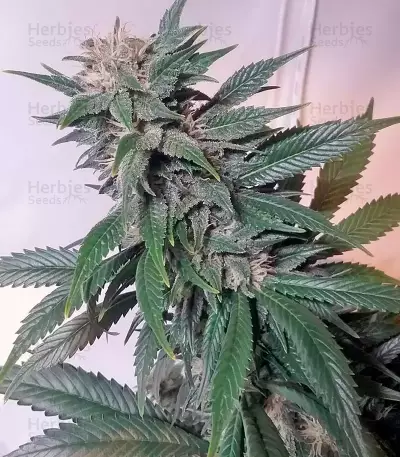Afghan Kush feminized seeds