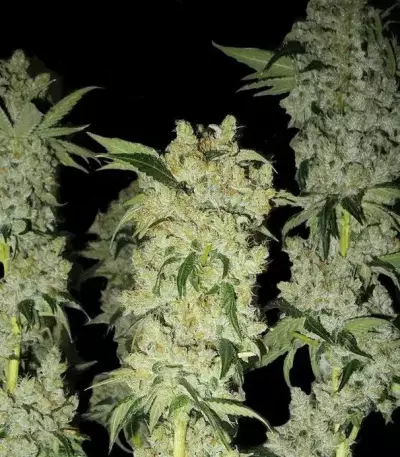 C4 Auto Seeds