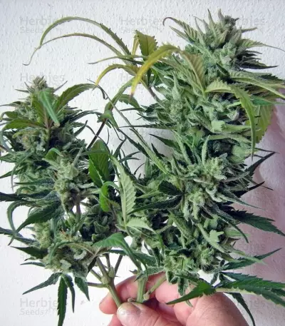 Sweet Special Auto feminized seeds