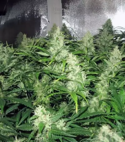 Y Griega CBD feminized seeds