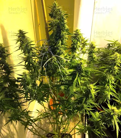2 Fast & 2 Vast Auto Seeds