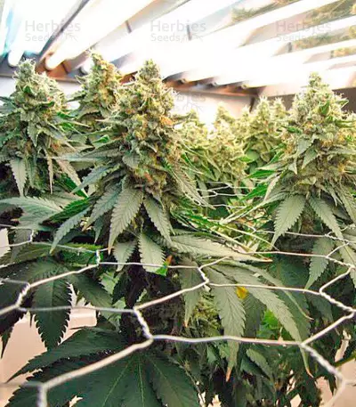 Blue Widow strain
