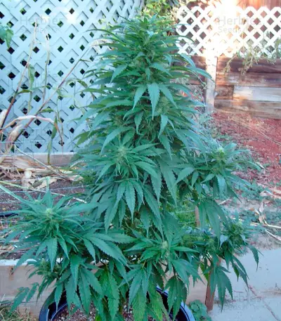 Graines de cannabis Brazil Amazonia (World of Seeds)