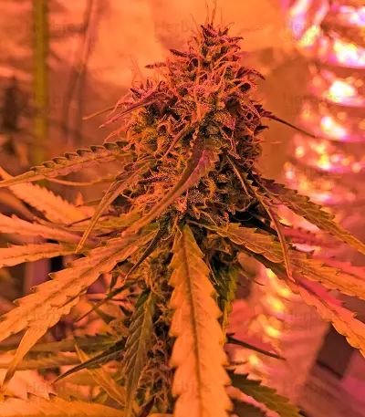 Cheese Autoflowering feminized seeds