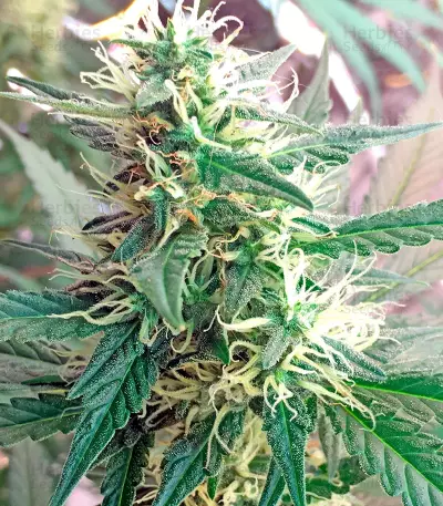 Critical Cheese Seeds