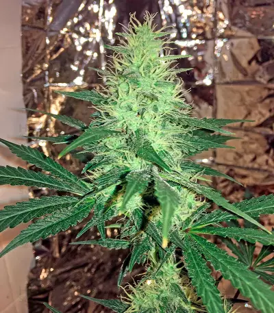 Critical Cheese Seeds