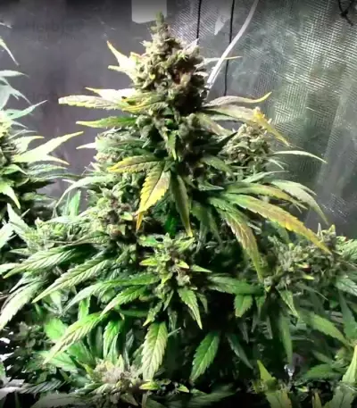 Dizzy Lights Auto feminized seeds