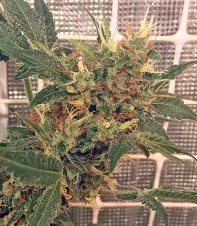 Kali Mist Regular seeds