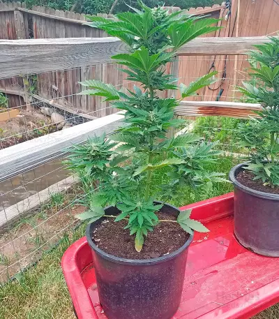 Original Amnesia Autoflowering Seeds