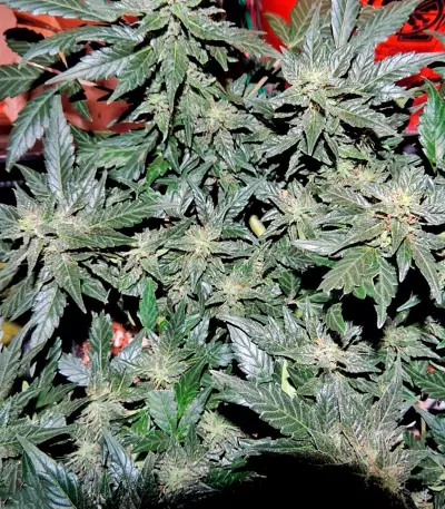 Pakistan Ryder Auto feminized seeds