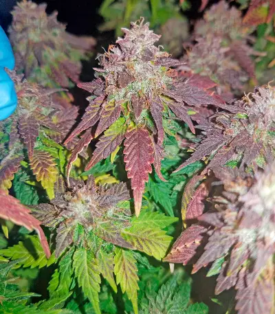 Purple Trainwreck feminized seeds
