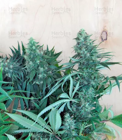 Royale Haze (Dinafem Seeds)