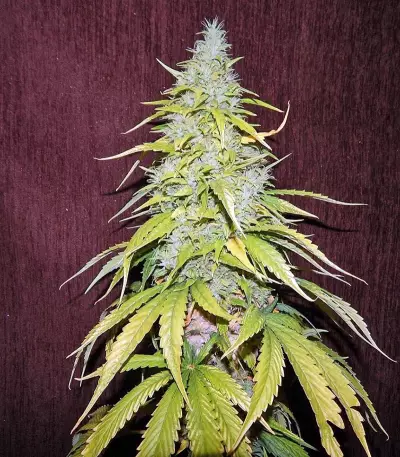 Satori Seeds